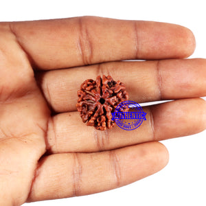 7 Mukhi Nepalese Rudraksha - Bead No 685