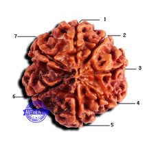 Load image into Gallery viewer, 7 Mukhi Nepalese Rudraksha - Bead No 687
