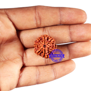 7 Mukhi Nepalese Rudraksha - Bead No 687