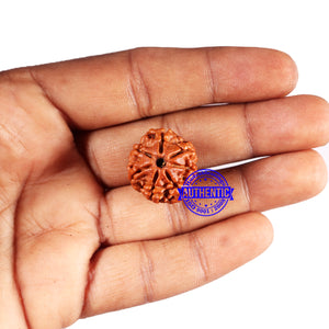 7 Mukhi Nepalese Rudraksha - Bead No 688