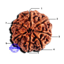 Load image into Gallery viewer, 7 Mukhi Nepalese Rudraksha - Bead No 689
