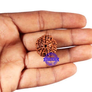 7 Mukhi Nepalese Rudraksha - Bead No 689