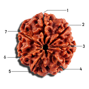 7 Mukhi Nepalese Rudraksha - Bead No 691