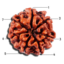 Load image into Gallery viewer, 7 Mukhi Nepalese Rudraksha - Bead No 695
