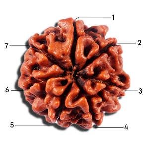 7 Mukhi Nepalese Rudraksha - Bead No 695