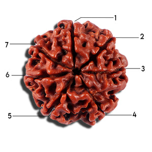 7 Mukhi Nepalese Rudraksha - Bead No 696