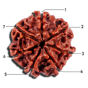 7 Mukhi Nepalese Rudraksha - Bead No 697