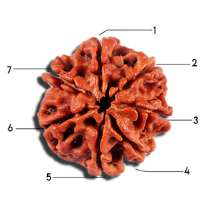 7 Mukhi Nepalese Rudraksha - Bead No 700