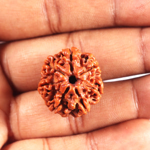 7 Mukhi Nepalese Rudraksha - Bead No 691