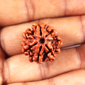 7 Mukhi Nepalese Rudraksha - Bead No 695