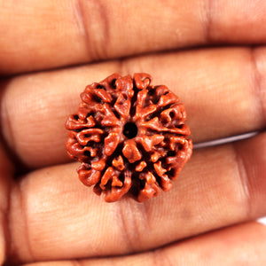 7 Mukhi Nepalese Rudraksha - Bead No 696