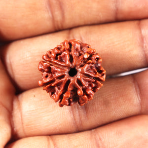 7 Mukhi Nepalese Rudraksha - Bead No 697