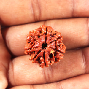 7 Mukhi Nepalese Rudraksha - Bead No 700