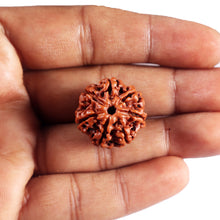 Load image into Gallery viewer, 7 Mukhi Nepalese Rudraksha - Bead No .70
