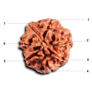 7 Mukhi Nepalese Rudraksha - Bead No 73