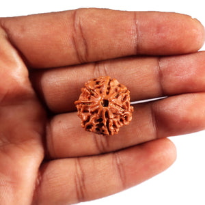 7 Mukhi Nepalese Rudraksha - Bead No 73