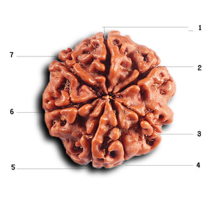 7 Mukhi Nepalese Rudraksha - Bead No .74