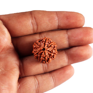 7 Mukhi Nepalese Rudraksha - Bead No .74