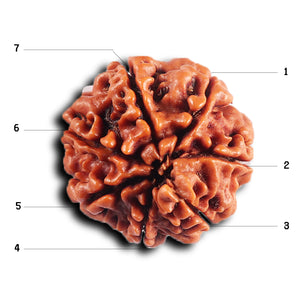 7 Mukhi Nepalese Rudraksha - Bead No .75