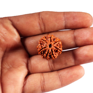 7 Mukhi Nepalese Rudraksha - Bead No .75