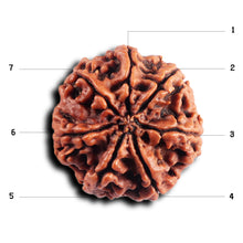 Load image into Gallery viewer, 7 Mukhi Nepalese Rudraksha - Bead No .76
