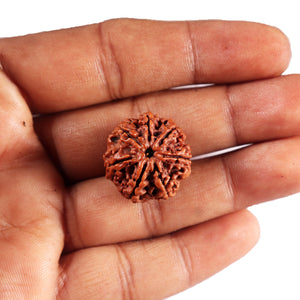 7 Mukhi Nepalese Rudraksha - Bead No .76