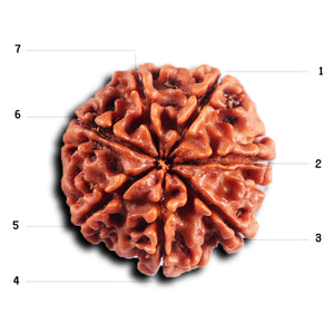 7 Mukhi Nepalese Rudraksha - Bead No 80