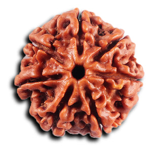 7 Mukhi Nepalese Rudraksha - Bead No 80