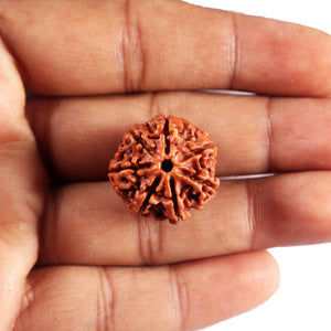 7 Mukhi Nepalese Rudraksha - Bead No 80