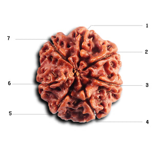 7 Mukhi Nepalese Rudraksha - Bead No 81