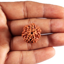 Load image into Gallery viewer, 7 Mukhi Nepalese Rudraksha - Bead No 81
