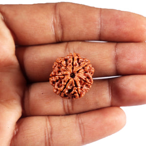 7 Mukhi Nepalese Rudraksha - Bead No 81