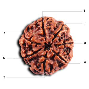 7 Mukhi Nepalese Rudraksha - Bead No 82