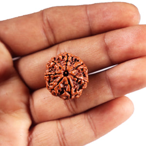 7 Mukhi Nepalese Rudraksha - Bead No 82