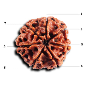 7 Mukhi Nepalese Rudraksha - Bead No 83