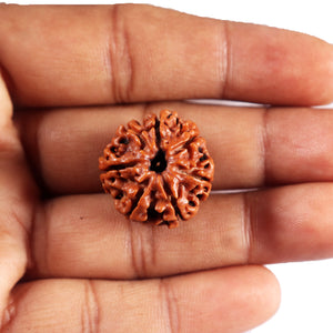 7 Mukhi Nepalese Rudraksha - Bead No 83