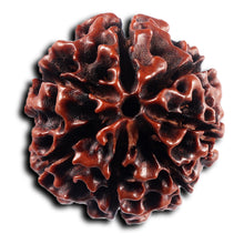 Load image into Gallery viewer, 7 Mukhi Hybrid Rudraksha - Bead No.62
