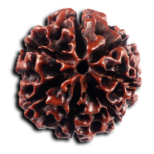 7 Mukhi Hybrid Rudraksha - Bead No.62