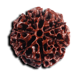 7 Mukhi Hybrid Rudraksha - Bead No.67