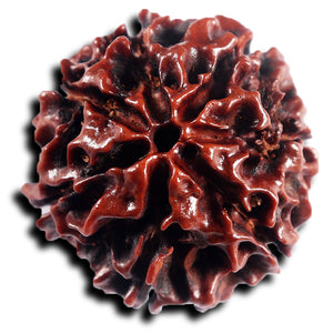 6 Mukhi Hybrid Rudraksha - Bead No. 68