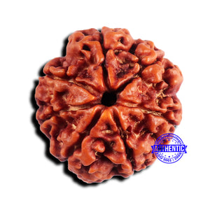 7 Mukhi Nepalese Rudraksha - Bead No 659