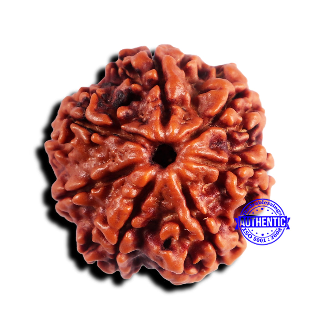 7 Mukhi Nepalese Rudraksha - Bead No 662