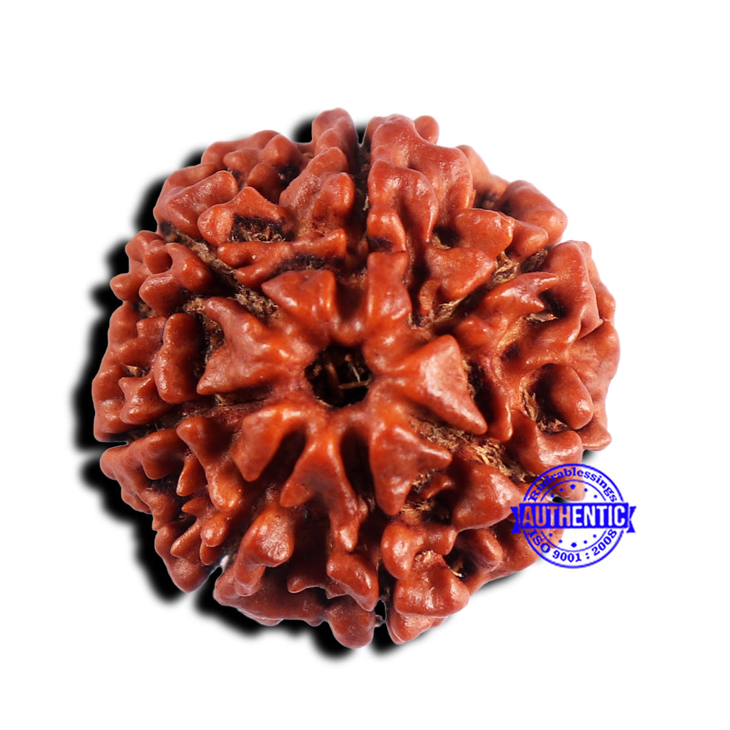 7 Mukhi Nepalese Rudraksha - Bead No 666