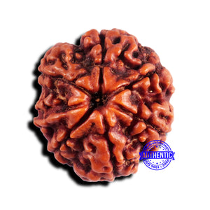 7 Mukhi Nepalese Rudraksha - Bead No 676