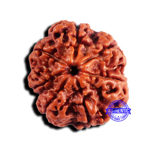 7 Mukhi Nepalese Rudraksha - Bead No 677