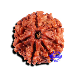 7 Mukhi Nepalese Rudraksha - Bead No 680