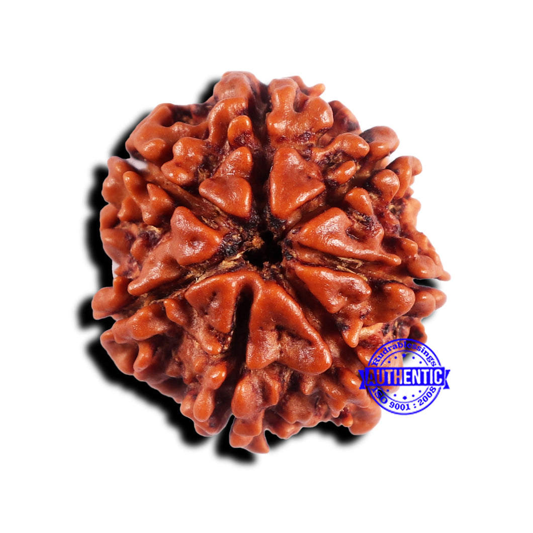 7 Mukhi Nepalese Rudraksha - Bead No 681