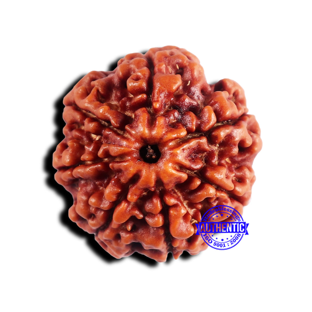 7 Mukhi Nepalese Rudraksha - Bead No 684