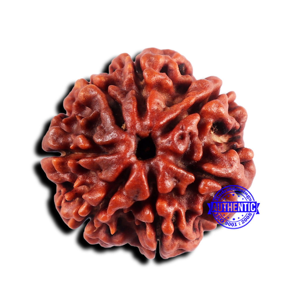 7 Mukhi Nepalese Rudraksha - Bead No 685