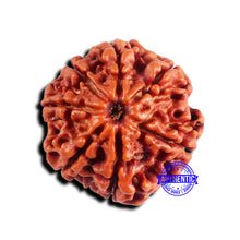 Load image into Gallery viewer, 7 Mukhi Nepalese Rudraksha - Bead No 687
